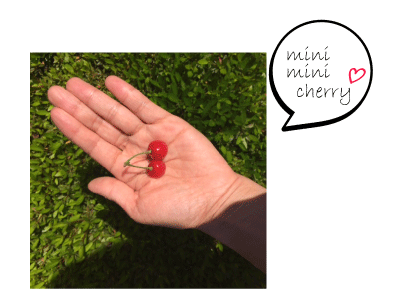 mini-cherry　さくらんぼ狩り　育て方